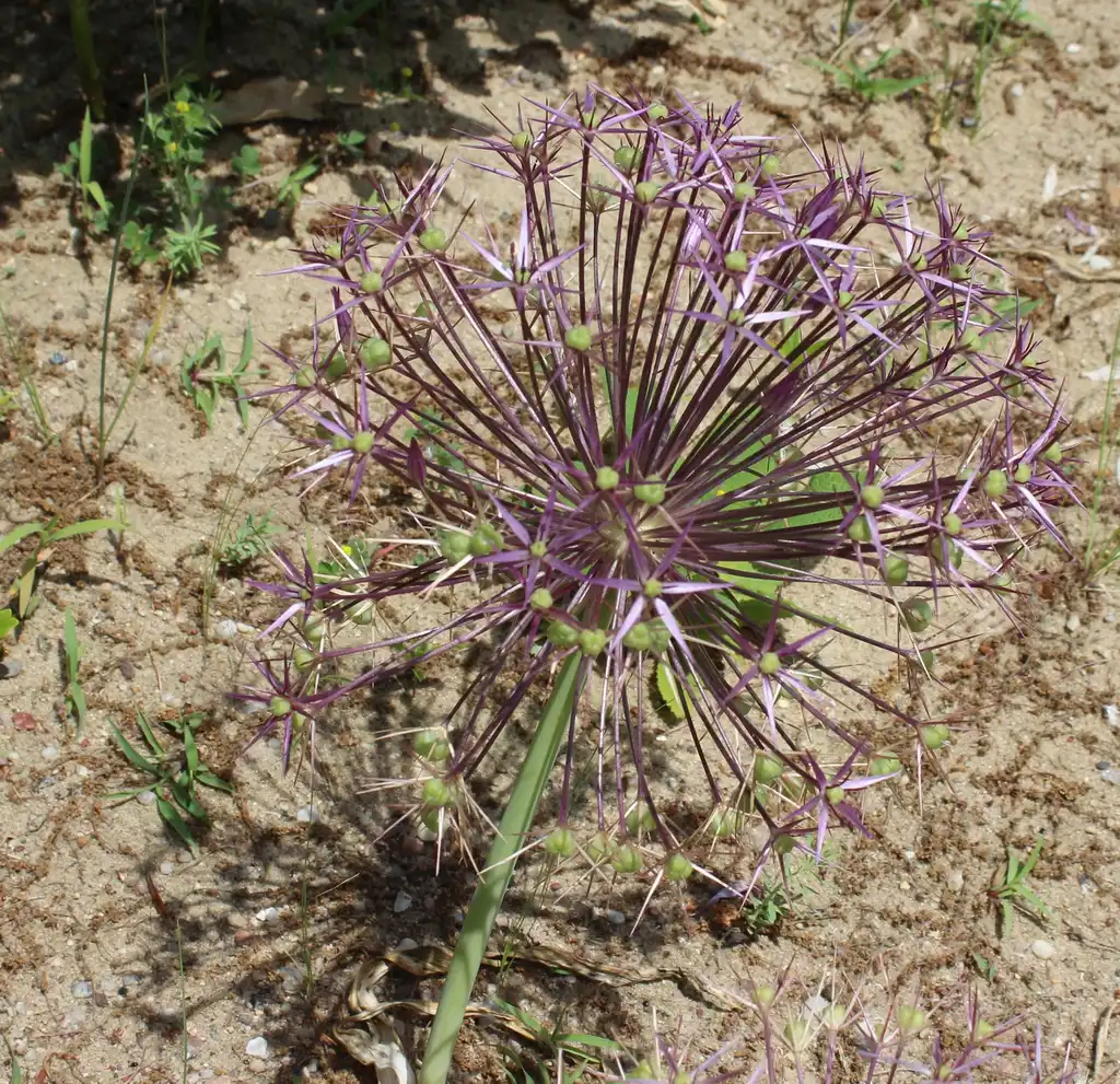 Фото Allium oreophilum - Fruits forming:BotBin