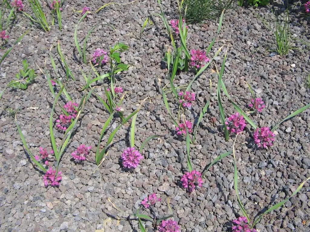 Фото Allium oreophilum - Young Form:Meneerke bloem