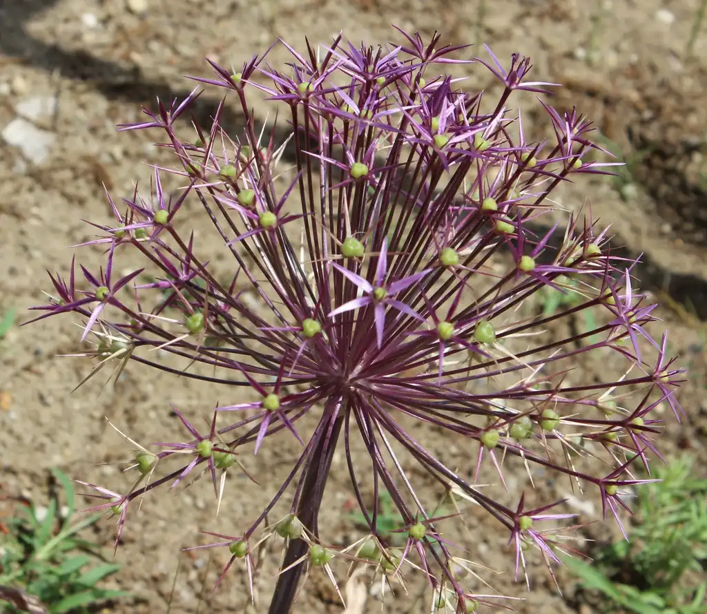 Фото Allium oreophilum - Fruit Close-up:BotBln