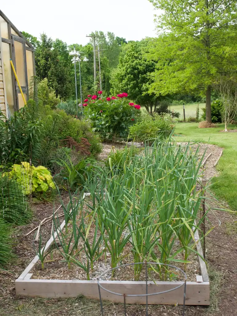 Photo of Allium sativum var. ophioscorodon (Allium sativum var. ophioscorodons)