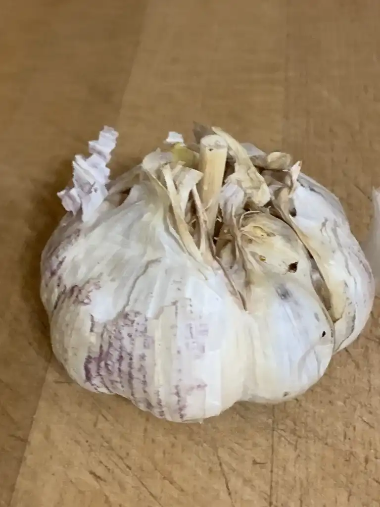 Photo of Allium sativum var. ophioscorodon (Allium sativum var. ophioscorodons)