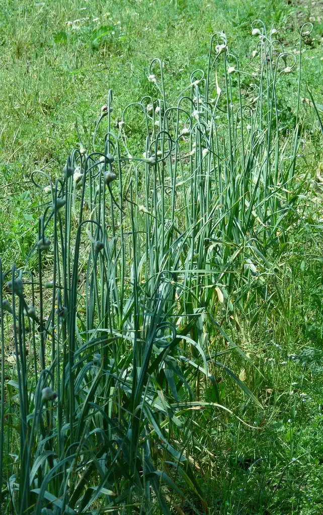Photo of Allium sativum var. ophioscorodon - Plants with scapes:Leo Michels