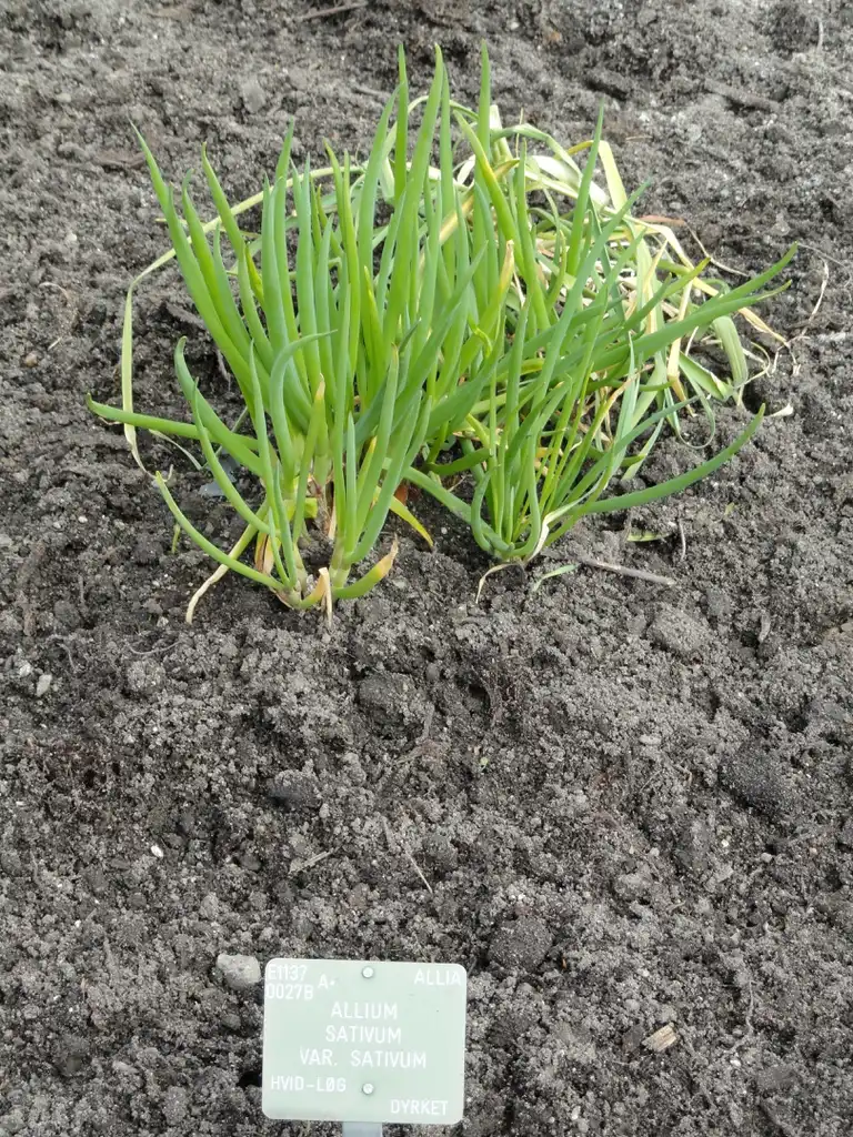 Photo of Allium sativum var. sativum (Allium sativum var. sativums)
