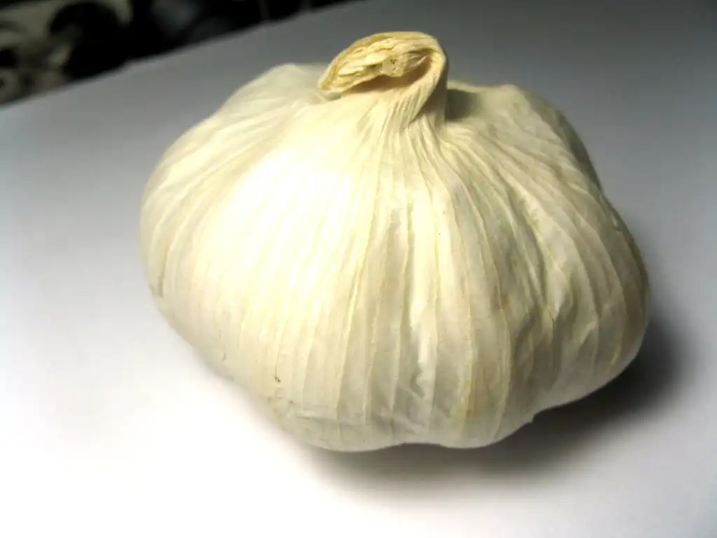 Photo of Allium sativum var. sativum - Bulb:Paolo Neo