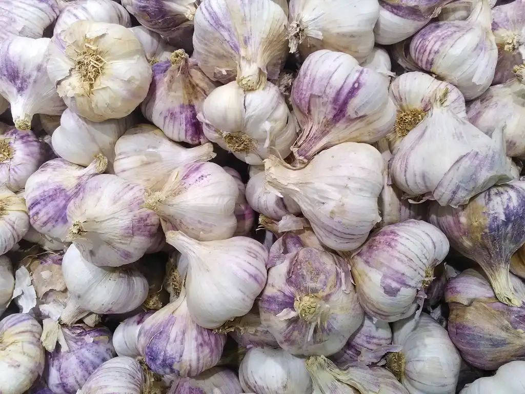Photo of Allium sativum (Allium sativums)