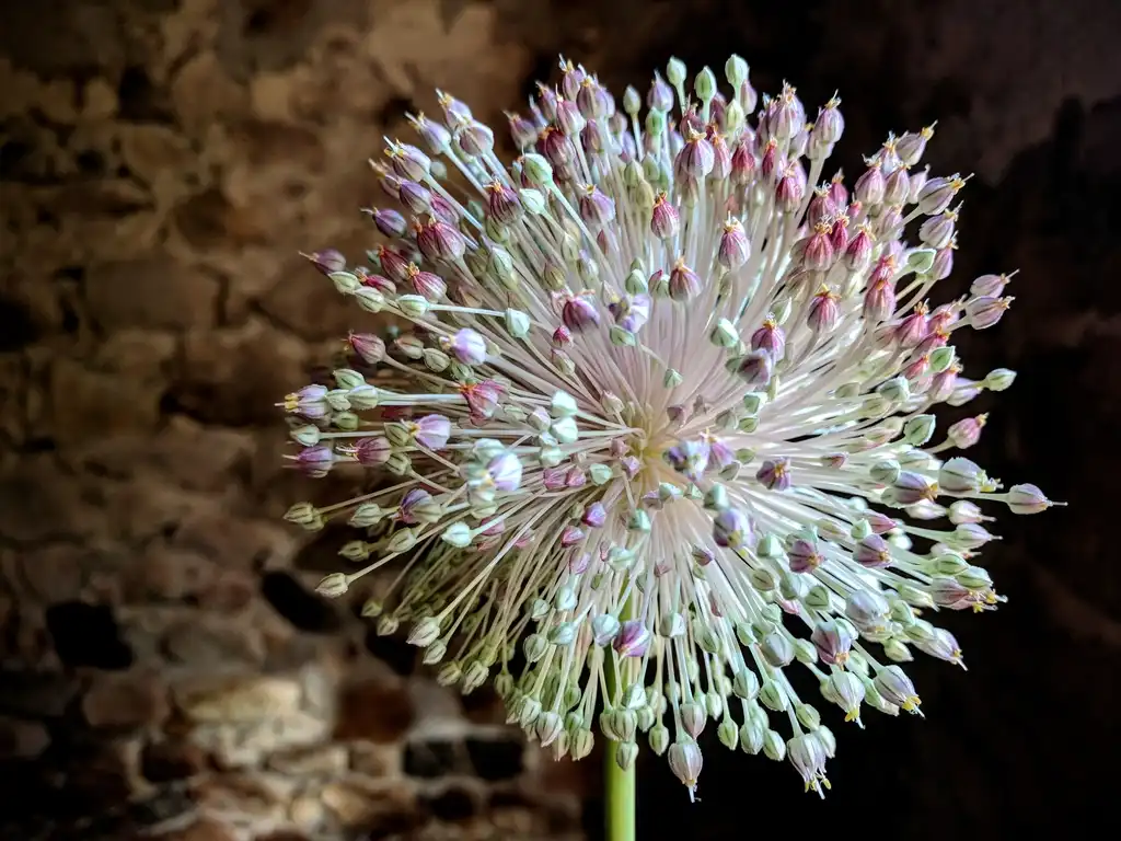 Photo of Allium sativum (Allium sativums)