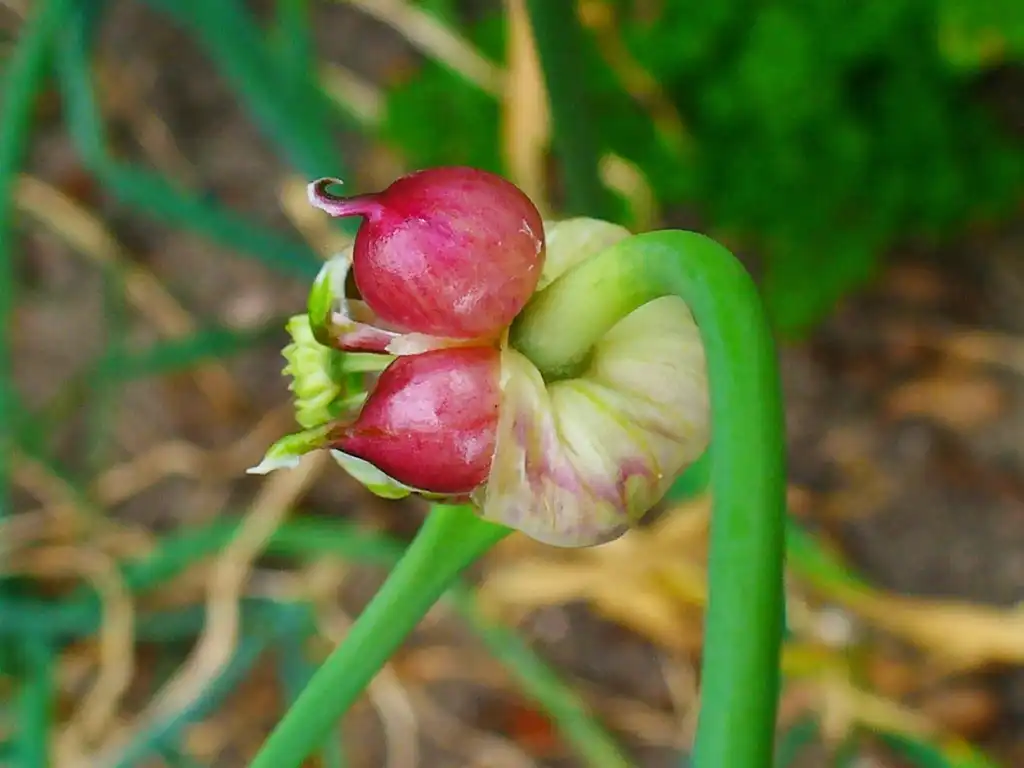 Photo of Allium sativum - bulbils:H. Zell