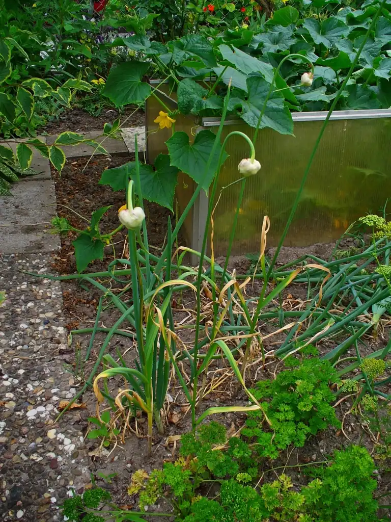 Photo of Allium sativum - habit:H. Zell