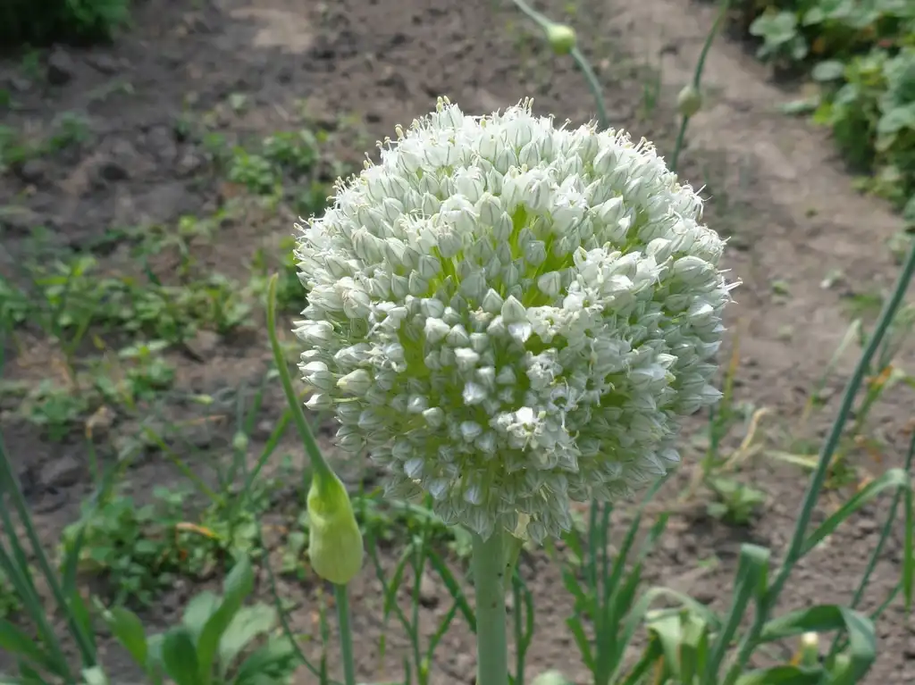 Photo of Allium sativum - flowering garlic:AfroBrazilian