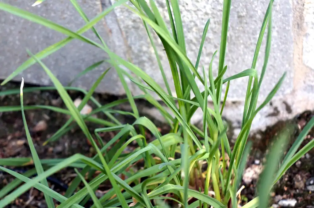 Photo of Allium sativum - Leaves:FASTILY