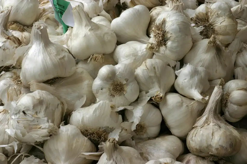 Photo of Allium sativum - garlic:Nino Barbieri