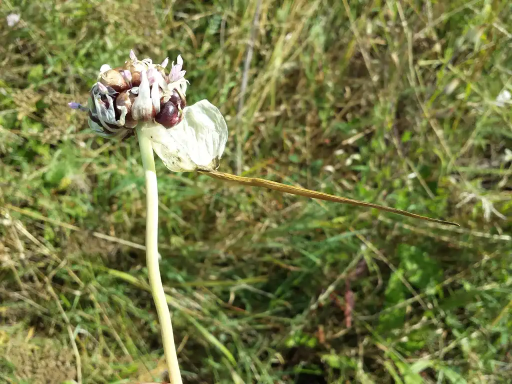 Photo of Allium sativum - inflorescence:Stefan.lefnaer
