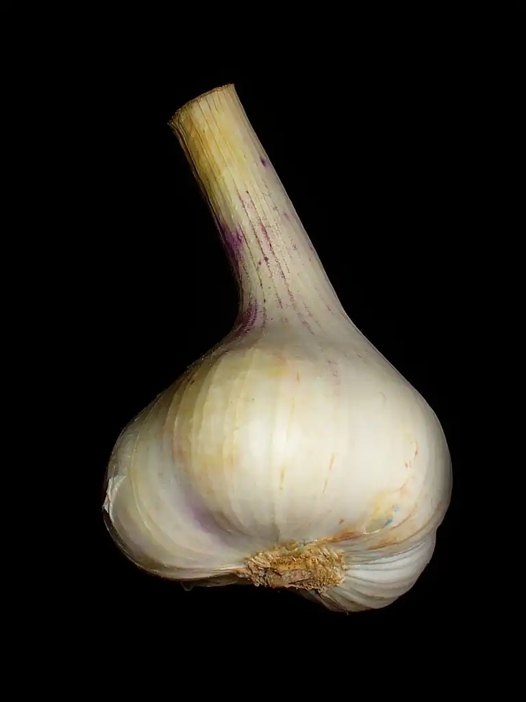 Photo of Allium sativum - garlic:H. Zell