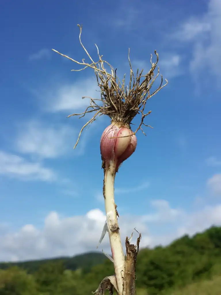 Photo of Allium sativum - roots of the plant:Stefan.lefnaer