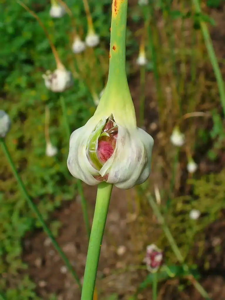 Photo of Allium sativum - bulbils:H. Zell