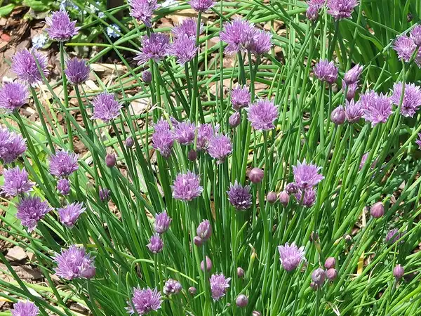 Фото Allium schoenoprasum (Allium schoenoprasums)