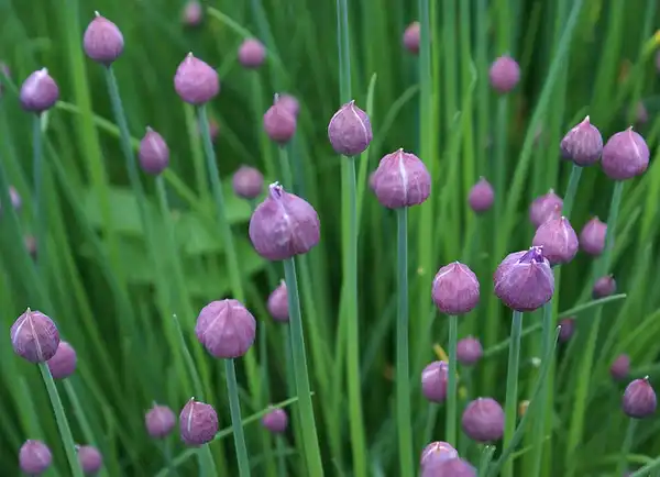 Фото Allium schoenoprasum (Allium schoenoprasums)
