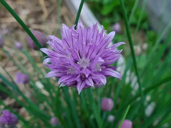 Фото Allium schoenoprasum - Flowers:Chipmunk_1