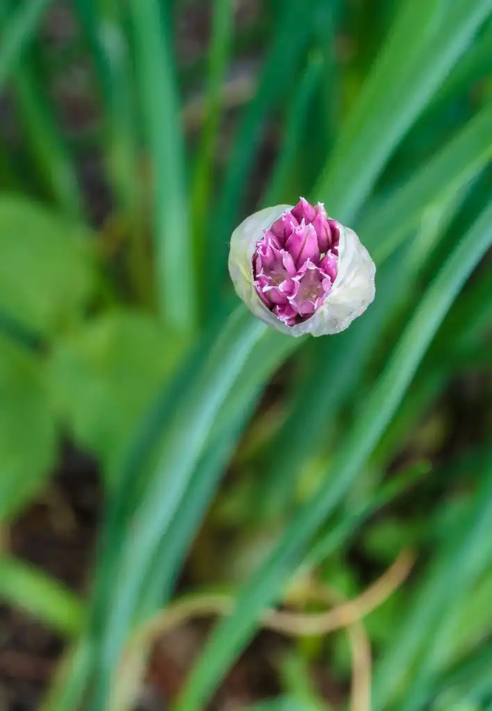 Фото Allium schoenoprasum - Flower bud:Agnes Monkelbaan