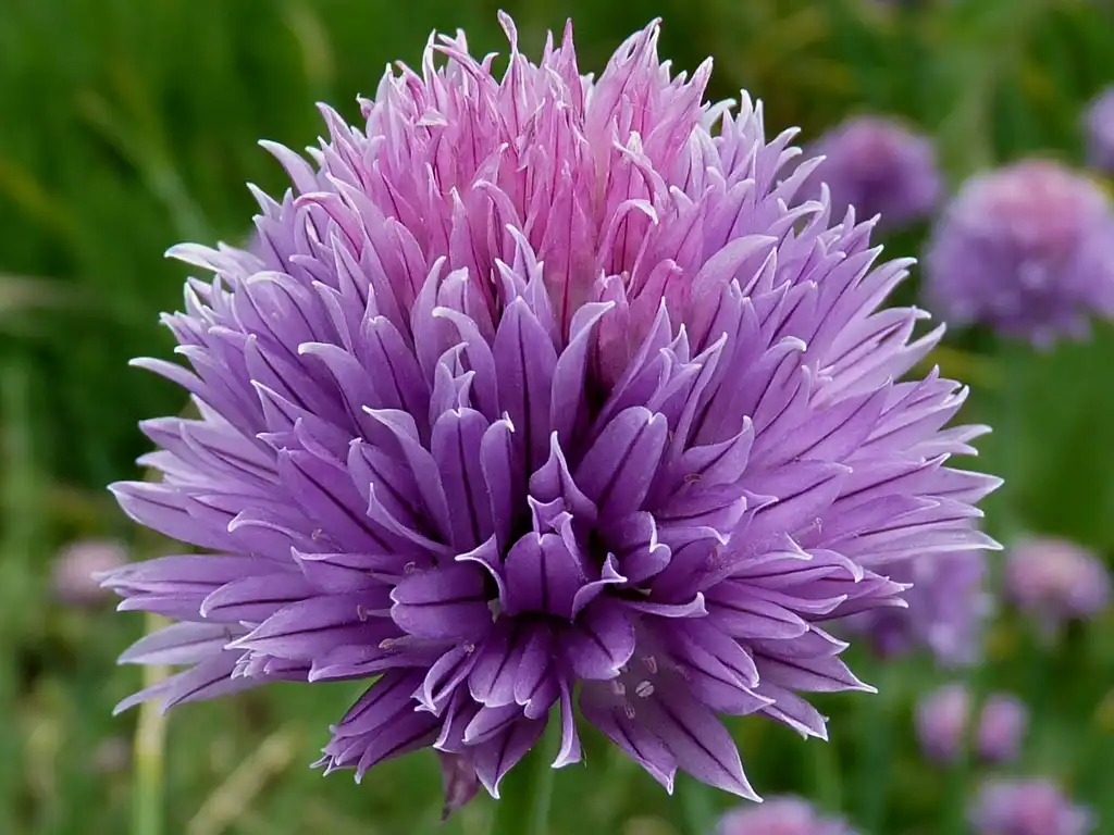 Фото Allium schoenoprasum - Flower close-up:Jamain