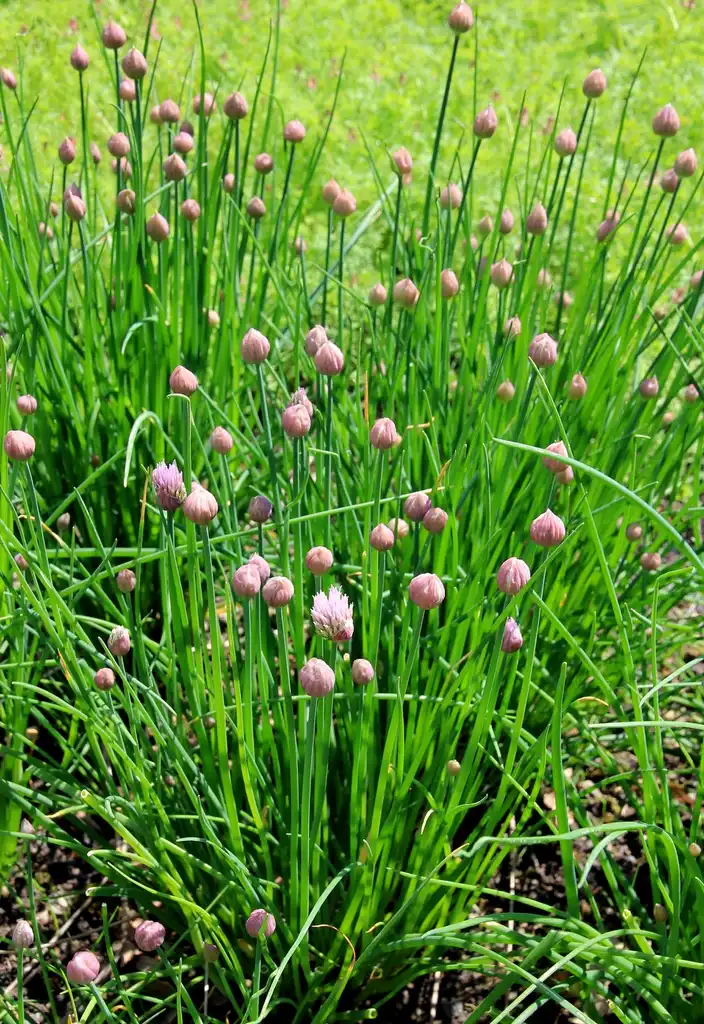 Фото Allium schoenoprasum - Growth habit:Karelj