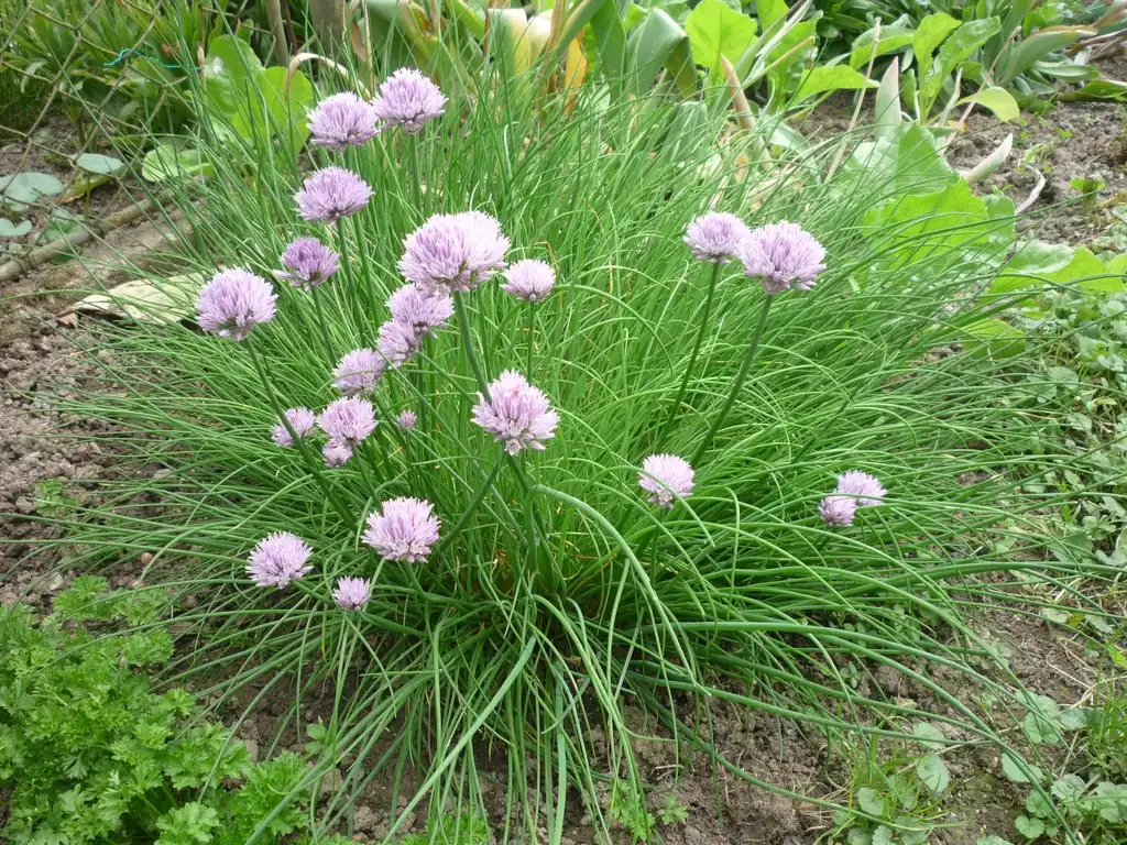 Фото Allium schoenoprasum - Full form:Pohled 111