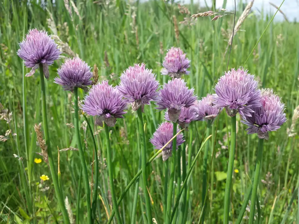 Фото Allium schoenoprasum - Flower and stem:Stefan.lefnaer