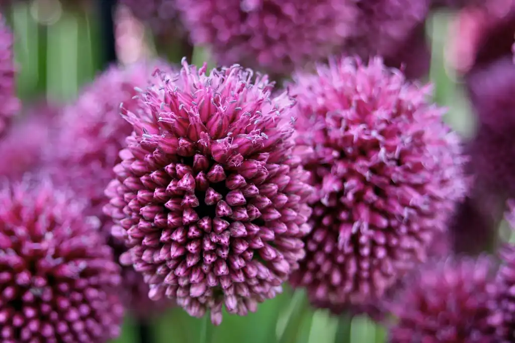 Photo of Allium sphaerocephalon (Allium sphaerocephalons)