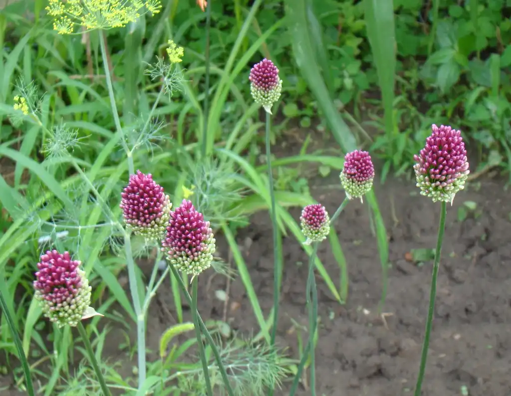 Photo of Allium sphaerocephalon (Allium sphaerocephalons)
