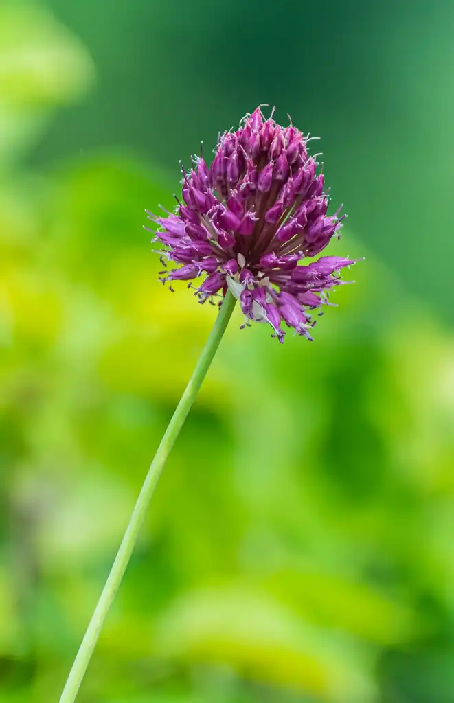 Photo of Allium sphaerocephalon - Flower:Krysztof Golik