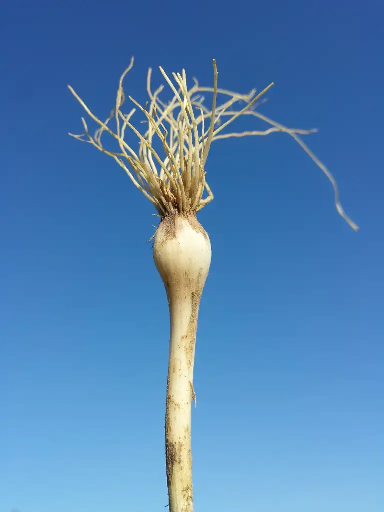Photo of Allium sphaerocephalon - Bulb:Stefan.Iefnaer.