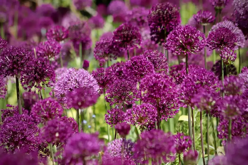 Photo of Allium sphaerocephalon - Flowers:Pixaby