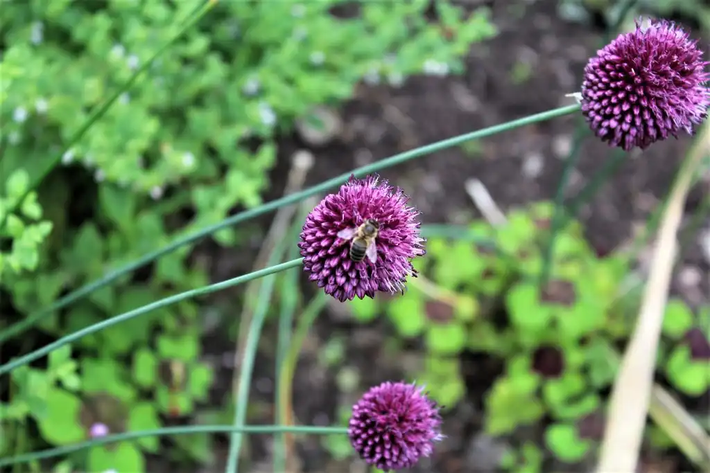 Photo of Allium sphaerocephalon - Pollinator:Richard Hoare