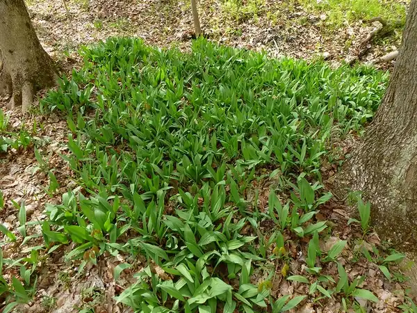 Photo of Allium tricoccum (Allium tricoccums)