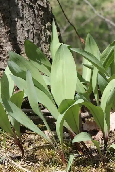 Photo of Allium tricoccum (Allium tricoccums)