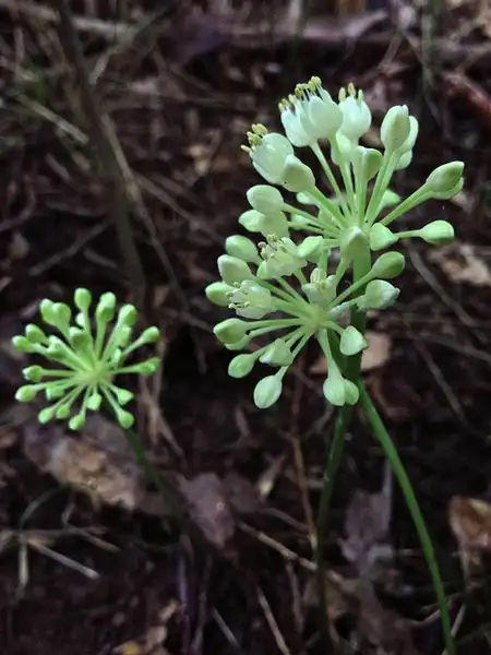 Photo of Allium tricoccum - Flowers:Fritz Flohr Reynolds