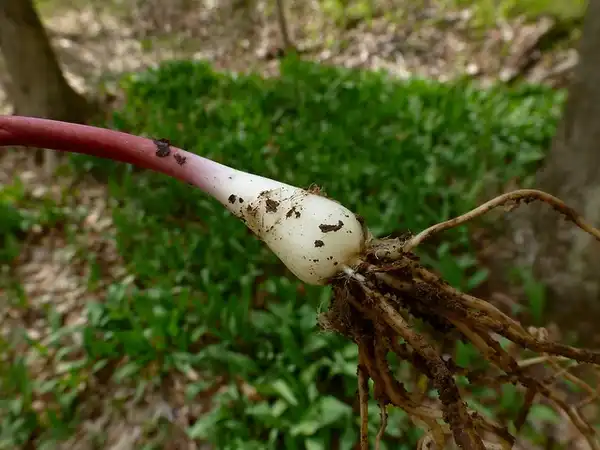 Photo of Allium tricoccum - Reddish stem and bulb.:Wendell Smith