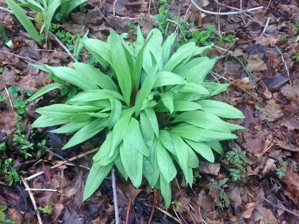 Photo of Allium tricoccum - Clumping form:Eric Toensmeier