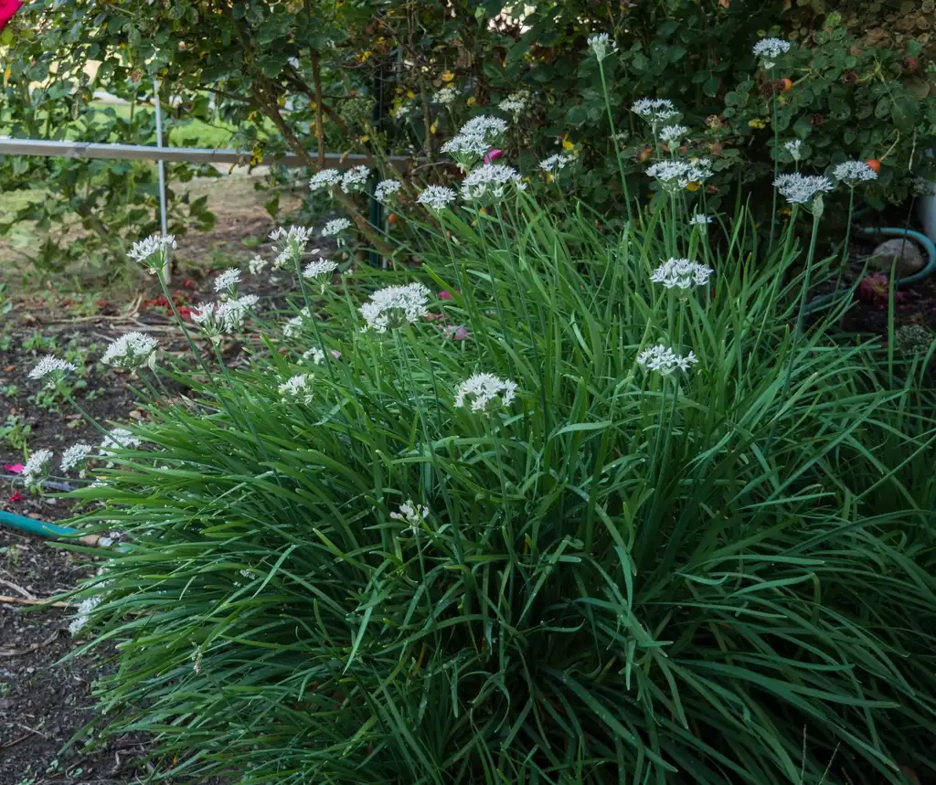 Foto de Allium tuberosum (Allium tuberosums)
