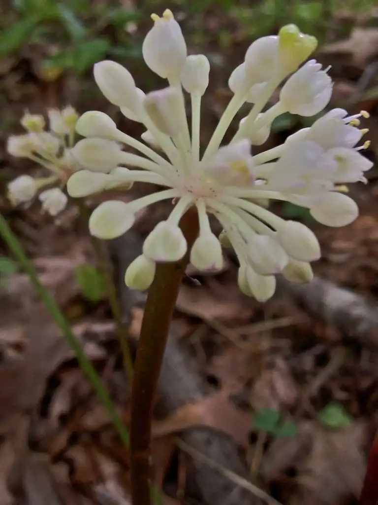 Foto de Allium tuberosum (Allium tuberosums)