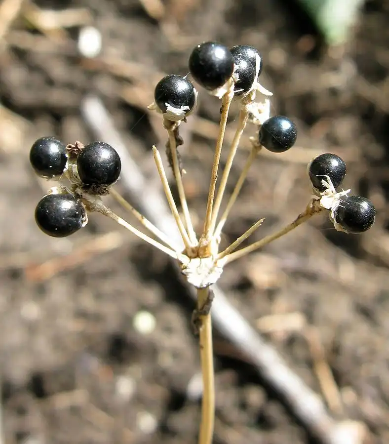 Foto de Allium tuberosum - Fruit:Nadiatalent from Wikimedia Commons
