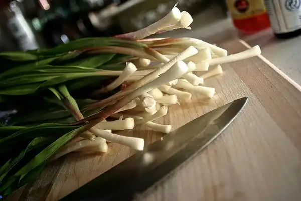 Foto de Allium tuberosum - Bulbs are highly edible.:Sparky