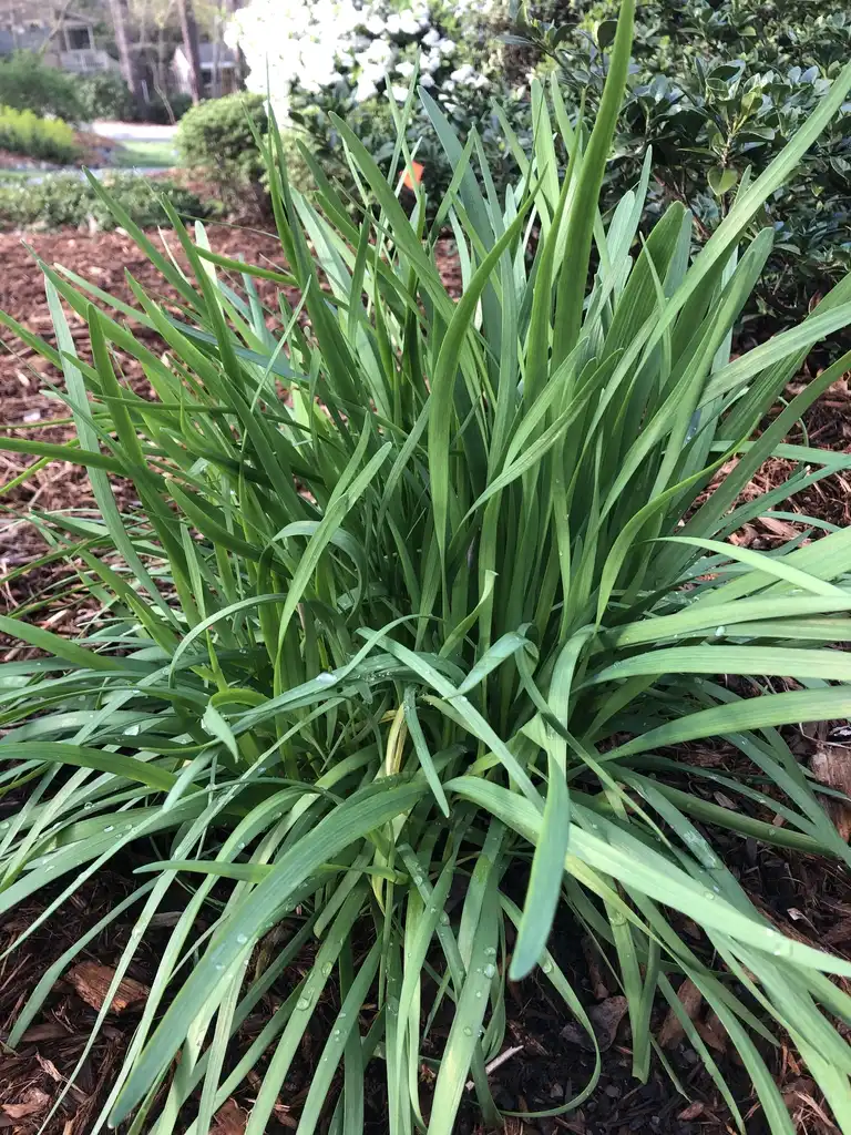 Foto de Allium tuberosum - Leaves (Durham County,NC)-Spring:Andrea Laine