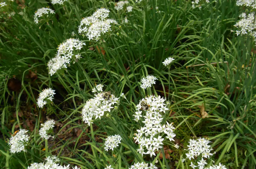 Foto de Allium tuberosum - habit, fall, Iredell County, NC:Eva Munday