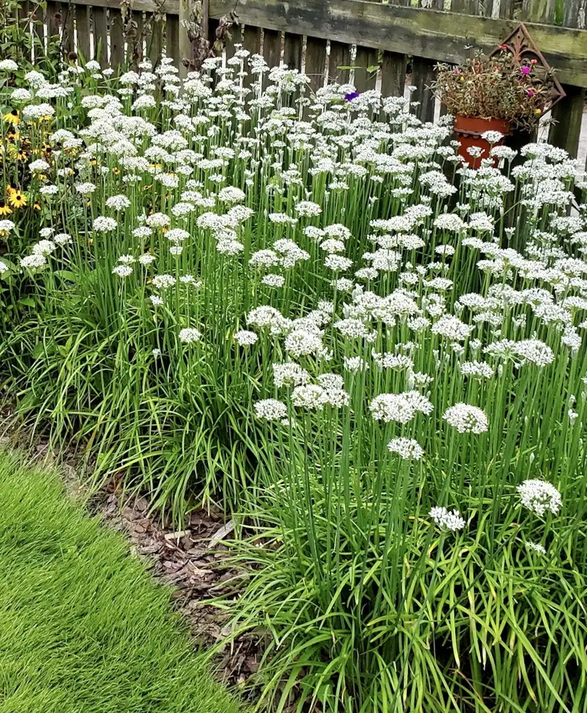 Foto de Allium tuberosum - Growing in mass:Linda Snider