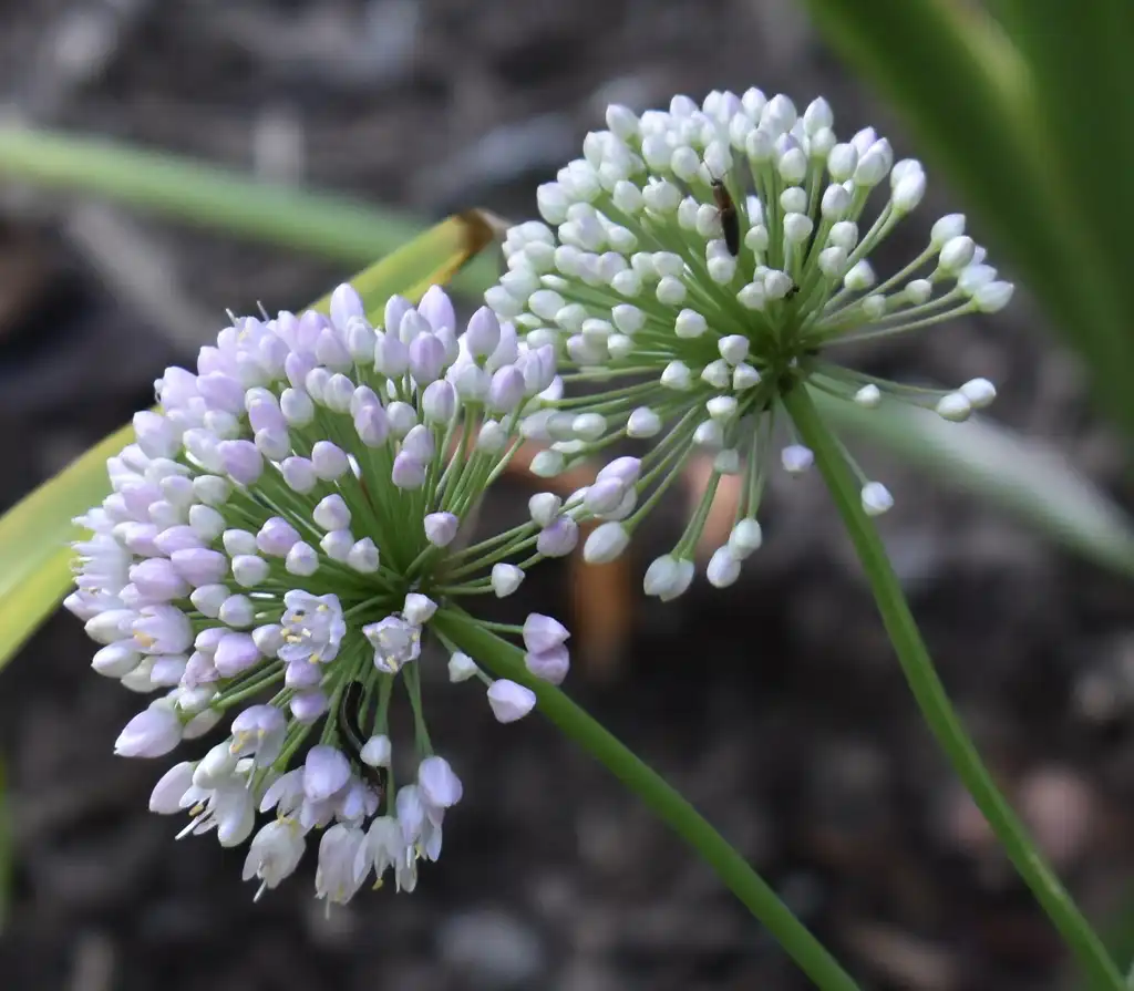Foto de Allium tuberosum - Garlic Chives in Flower (Wake County,NC):Cathy Dewitt
