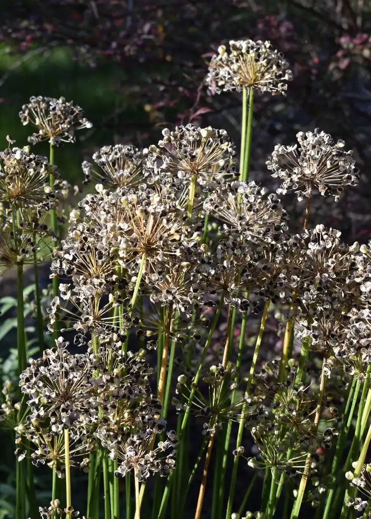 Foto de Allium tuberosum - Seed head (Wake County, NC):Cathy Dewitt