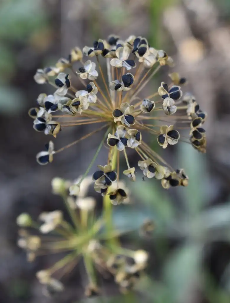 Foto de Allium tuberosum - Seed Close-up (Wake County,NC):Cathy Dewitt