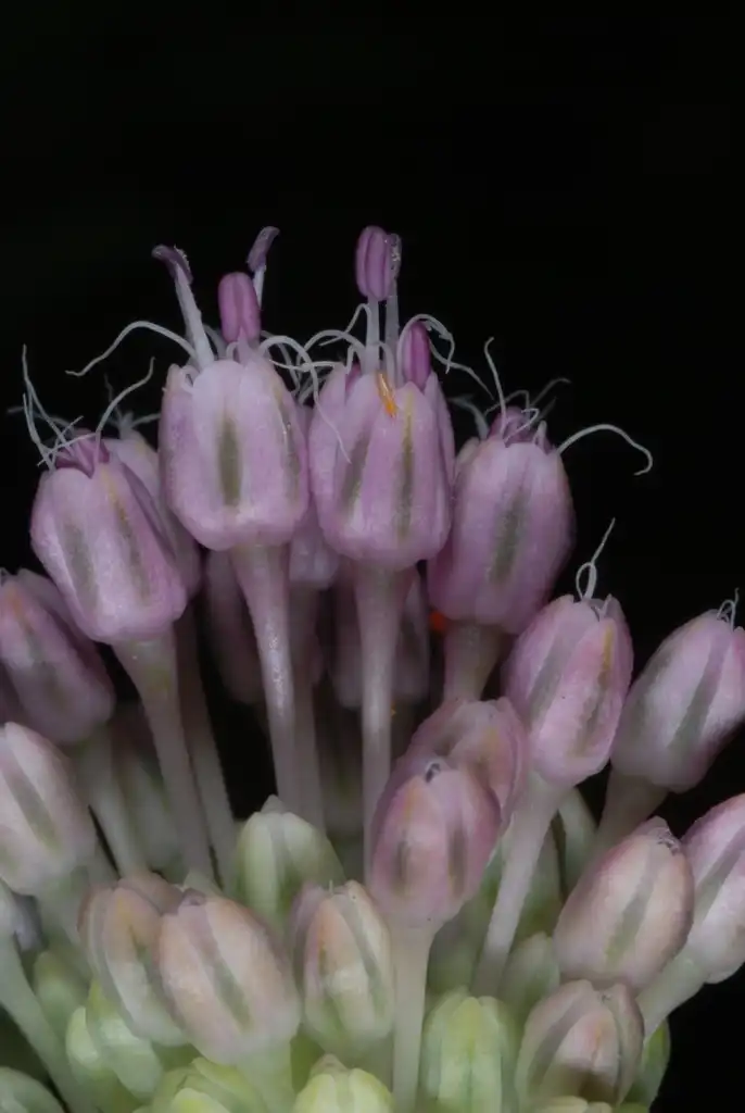 Фото Allium vineale (Allium vineales)