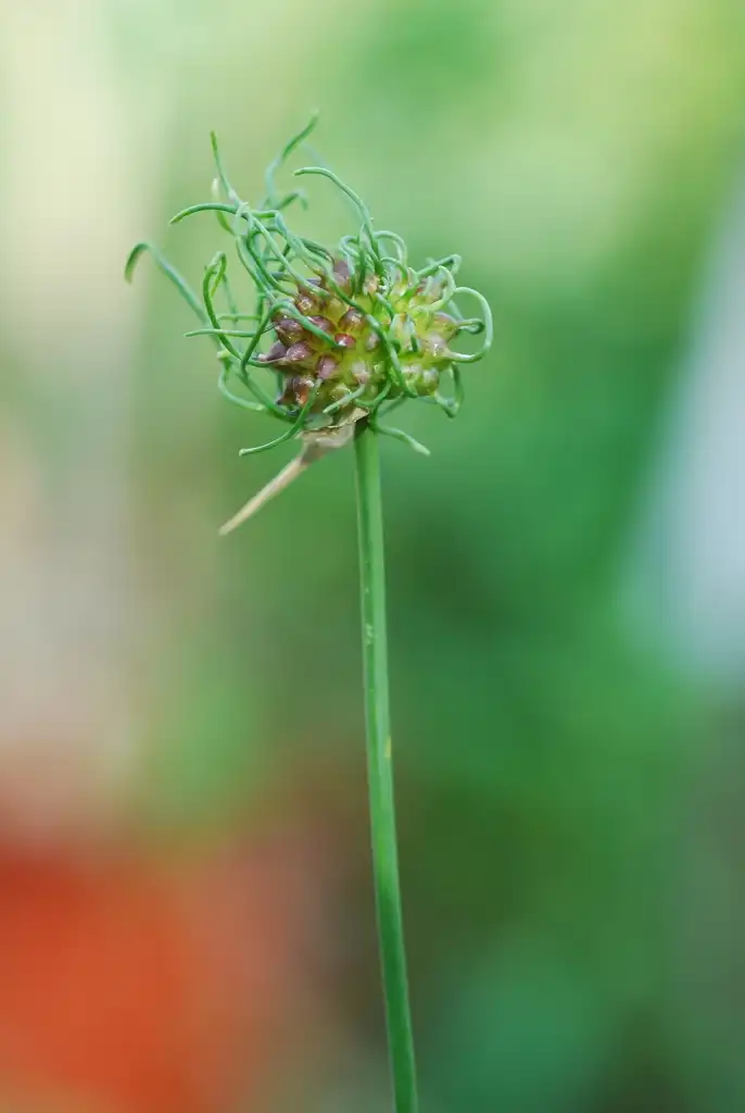 Фото Allium vineale (Allium vineales)